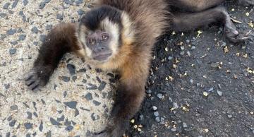 Filhote de macaco-prego é resgatado após queda na Vila Assumpção em Botucatu