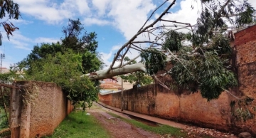 Chuva derruba 17 árvores em São Manuel