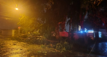 Chuva derruba árvore na região da Vila dos Médicos em Botucatu
