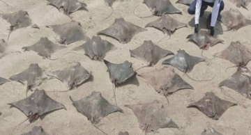  55 raias, 3 tubarões e uma móbula são encontrados mortos em praia de SP