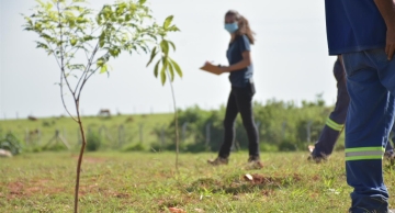Região do Cachoeirinha ganha pomar urbano