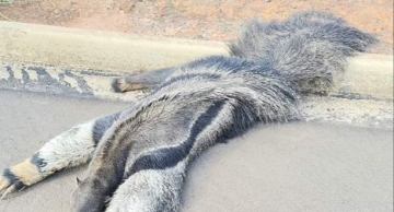 Tamanduá-bandeira é atropelado na região do Fórum em Botucatu