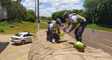 Caminhoneiro é preso com mais de uma tonelada de maconha em carga de melancia