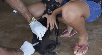 Botucatu abre novas datas para o agendamento online da vacinação de cães e gatos contra raiva