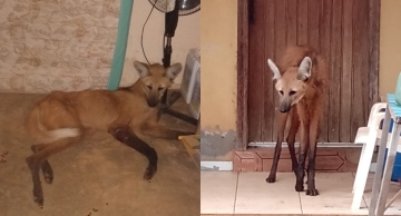 Lobo-guará ferido é transportado de balsa para ser tratado em Botucatu