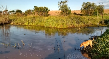 Cachorro morre ao tentar salvar dono de ataque de sucuri em Lins