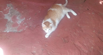 Tutores relatam morte de gato após queima de fogos em Botucatu