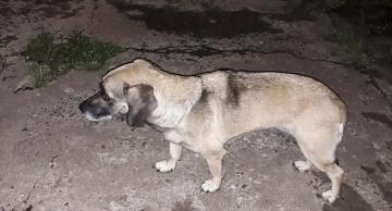 Casos de cachorros perdidos se multiplicam em Botucatu na madrugada após queima de fogos