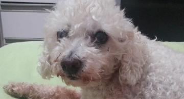 Cachorra Poodle morre após ataque de Pitbull em Botucatu