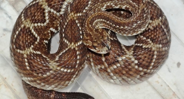 Vigilância Ambiental em Saúde resgatou 136 serpentes em Botucatu no ano passado Vigilância Ambiental em Saúde resgatou 136 serpentes em Botucatu no ano passado