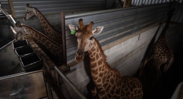 PF recolhe 15 girafas em resort do Rio e prende duas pessoas