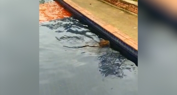 Capivara é capturada após ‘se banhar’ na Praça Brasil-Japão em Botucatu