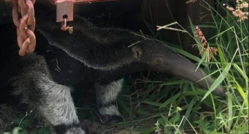 Tamanduá-bandeira é resgatado na linha férrea em Rubião Júnior