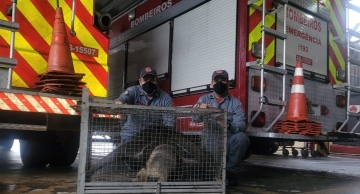 Tamanduá-bandeira é resgatado no Jardim Cedro em Botucatu; veja vídeo