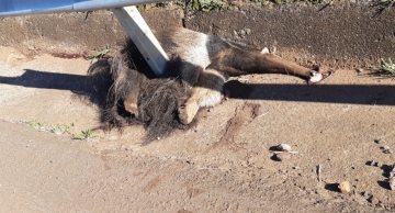Tamanduá-bandeira morre atropelado na região da Cachoeira da Marta em Botucatu