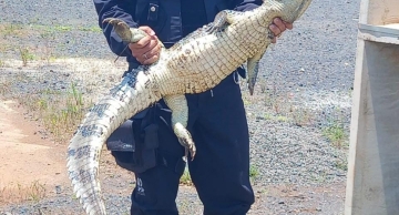 Jacaré é resgatado em empresa de Lençóis Paulista