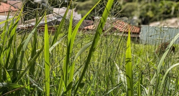 Proprietários de terrenos sujos ou com mato alto serão multados em Botucatu