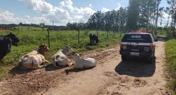 Operação da Polícia Civil desarticula quadrilha que roubou 349 cabeças de gado em Itatinga