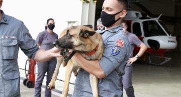 Estado de SP envia Bombeiros e cães farejadores para auxiliar vítimas das chuvas em Petrópolis