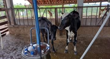 Polícia Civil recupera bezerros furtados de fazenda em Botucatu