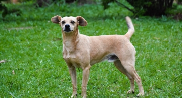 Prefeitura realiza mutirão de castrações de cães na Cohab 1