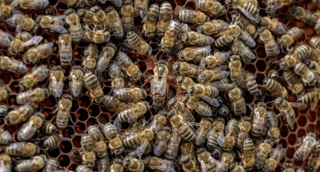 Idoso morre após levar mais de 100 picadas de abelhas no interior de SP