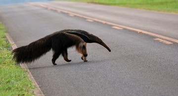 Concessionária deve instalar lombadas na Gastão Dal Farra ainda este mês