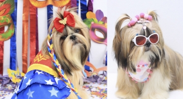 Carnaval: Shopping Park Botucatu promoverá folia pet