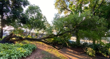 Árvore cai em praça no centro de Botucatu