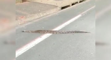 Jiboia é flagrada atravessando avenida em Lençóis Paulista