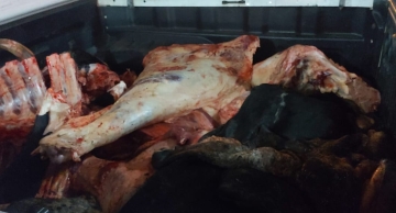 Operação da Polícia Civil flagra abate ilegal de bovinos em Botucatu