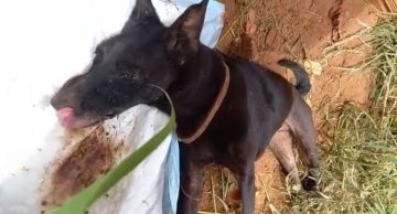 Operação policial resgata cadela que estava agonizando em bairro de Botucatu