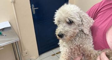 Mulher é presa por maus-tratos contra um cachorro em Botucatu