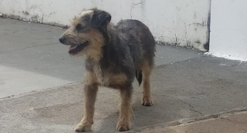 Homem é detido pela GCM após abandonar cachorro em Rubião Junior