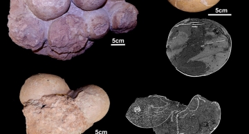 Fósseis brasileiros ajudam a entender como viviam os dinossauros