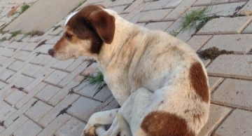 Vídeo mostra viatura do Canil deixando cachorra no Cedro e causa polêmica