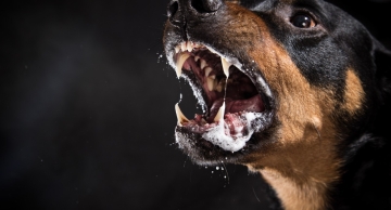 Vacina humana contra raiva está disponível durante todo o ano nos postos municipais