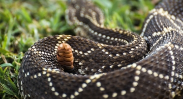 Menino de seis anos é internado na UTI após ser picado por cascavel em Assis Menino de seis anos é internado na UTI após ser picado por cascavel em Assis