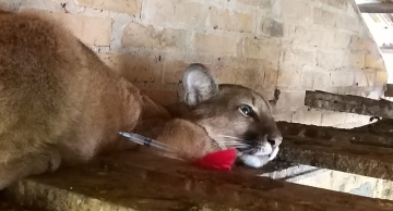 Onça-parda é resgatada após comer aproximadamente 80 galinhas em Botucatu