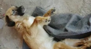 Vigilância e PM resgatam cão em situação de maus-tratos em Botucatu