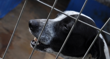 Hoje tem Feirinha de Adoção de Animais e Vacinação Antirrábica em Botucatu