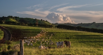 Vacinação contra febre aftosa começa neste domingo