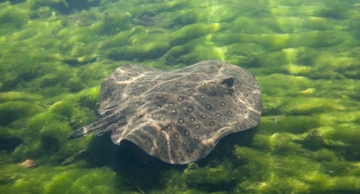 Raias invadem rio Tietê no Interior de SP e acendem alerta