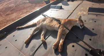 Onça morre após ser atropelada em rodovia que liga Jaú a Barra Bonita