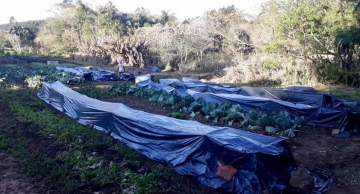Com risco de geada, produtores rurais protegem plantações em Botucatu e região