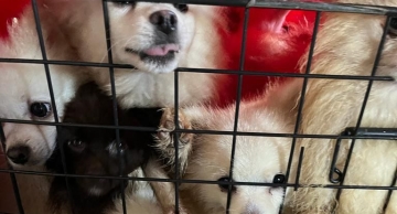 Cachorros resgatados durante ação policial em Botucatu não estão disponíveis para adoção