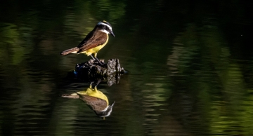 Edição do “Vem Passarinhar em Botucatu” será no próximo domingo, 26