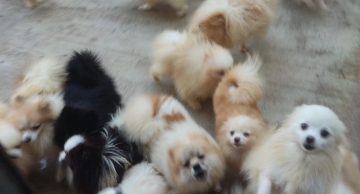 Mais de 60 cães são resgatados em situação de maus-tratos na Vila dos Lavradores em Botucatu