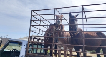 Polícia Civil recupera equinos furtados do Canil Municipal de Botucatu