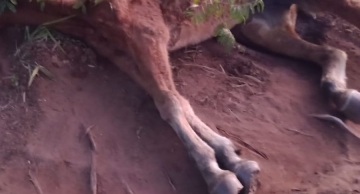 Maus-tratos: cavalo é sacrificado após agonizar por dois dias em Botucatu, diz Polícia Civil